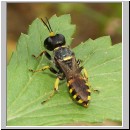 Ectemnius sexcinctus - Grabwespe 01 11mm.jpg